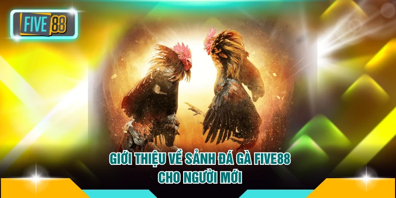 Đá gà FIVE88 1 Giới thiệu về sảnh đá gà FIVE88 cho người mới