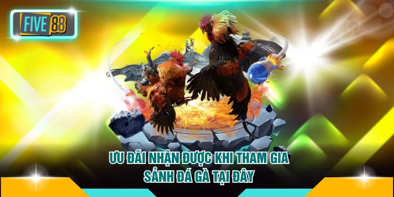 Đá gà FIVE88 3 Ưu đãi nhận được khi tham gia sảnh đá gà tại đây